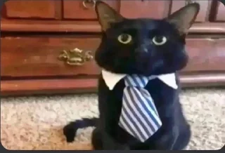 🧐 emoji Шмурдячкові Кицюні @shmurdiak_youtube Telegram sticker 23 of 40