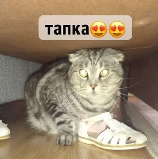 🥿 emoji ну типа йя лерко Telegram sticker 7 of 72