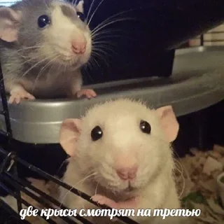 🐀 emoji anbrsv🫧 Telegram sticker 6 of 85