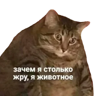 😥 emoji anbrsv🫧 Telegram sticker 16 of 85