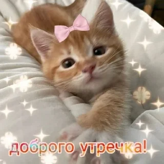 Sticker from Котики