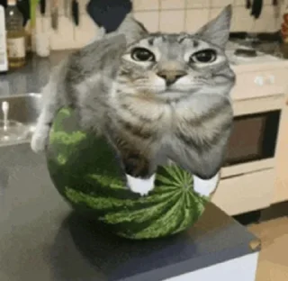 🙂 emoji Котеке Telegram sticker 23 of 46