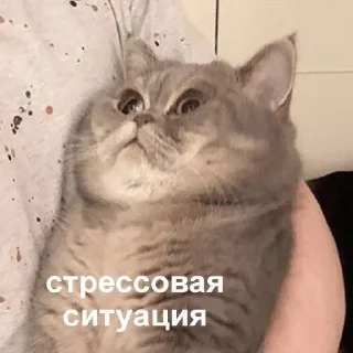 🙁 emoji Пирожковоя Telegram sticker 13 of 70