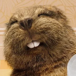 🌟 emoji Енотиха Telegram sticker 17 of 42