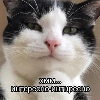 🌟 emoji Енотиха Telegram sticker 6 of 42