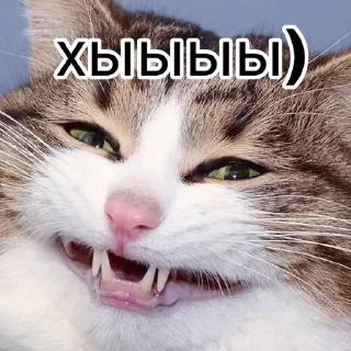 😁 emoji Енотиха Telegram sticker 7 of 42