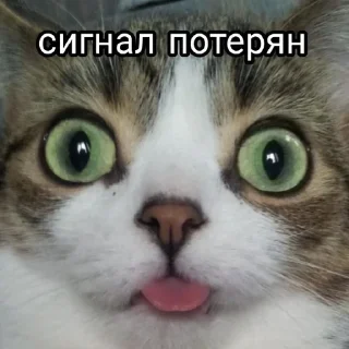 🌟 emoji Енотиха Telegram sticker 8 of 42