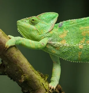 🌟 emoji 🦎 Quick Lizard Telegram sticker 18 of 26