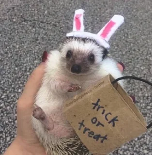 🐇 emoji Ежик Telegram sticker 13 of 28