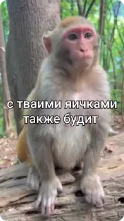Sticker from Марка брад