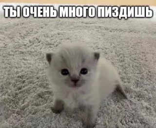Sticker from ЖИВОТНЫЕ