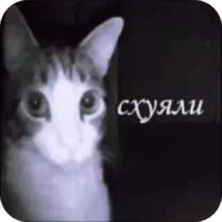 🐱 emoji Тыкви 🎃 by @vatariless Telegram sticker 23 of 57