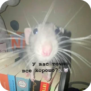 🥰 emoji Стикеры для канала Cheese Telegram sticker 6 of 8