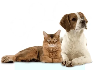 🐱 emoji 100% эмоции и ничего больше! Telegram sticker 20 of 67