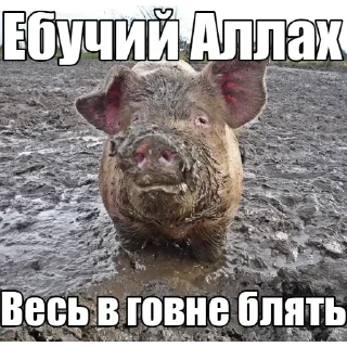 🐷 emoji @Elochniy_Liberal Telegram sticker 16 of 24