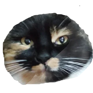 😹 emoji Стікери для дибілів @saganiukpidaras Telegram sticker 9 of 42