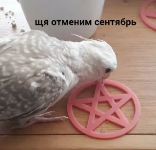 🌟 emoji Папуги Telegram sticker 23 of 119