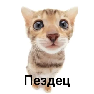 😨 emoji Котики Telegram sticker 6 of 12