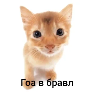⭐ emoji Котики Telegram sticker 10 of 12