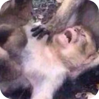 🐶 emoji 🙈🐒🐵 ( @Izuku_Midoriya15_07 ) Telegram sticker 14 of 87