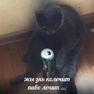 🍺 emoji котики рофлики Telegram sticker 18 of 85