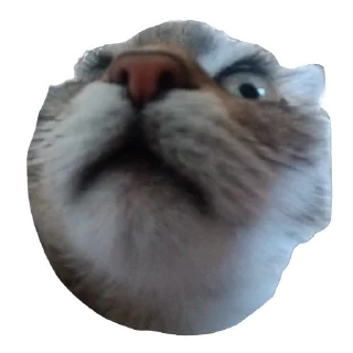 🐱 emoji Runa 🐾 Telegram sticker 17 of 17