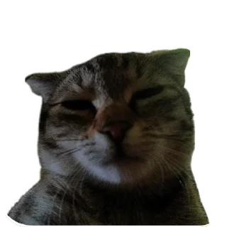 😾 emoji Runa 🐾 Telegram sticker 10 of 17