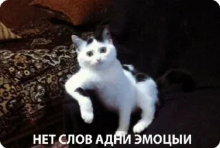 🙄 emoji принадлежат bbttsskaa Telegram sticker 21 of 30
