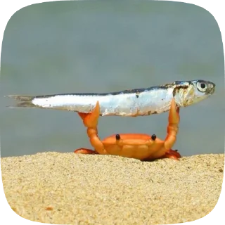 🌟 emoji Зяблики от Арды Telegram sticker 18 of 19