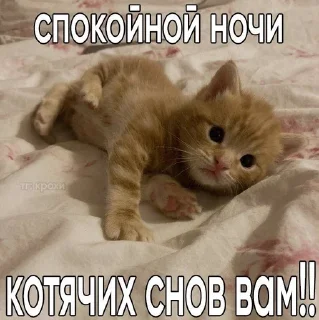 😊 emoji Котеке 2 Telegram sticker 13 of 90