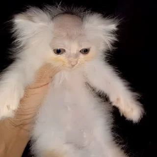 😔 emoji Реджеп - Кот Telegram sticker 2 of 6