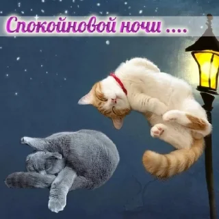 🌟 emoji Кошачий муд Telegram sticker 14 of 67
