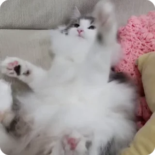 🐱 emoji Комары и ко Telegram sticker 23 of 50