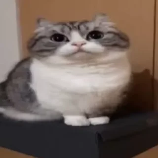 🫤 emoji Гифки Оксимирона @tambilvirus Telegram sticker 7 of 120