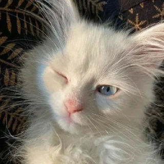 😉 emoji котята Telegram sticker 5 of 107