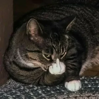🖕 emoji котята Telegram sticker 20 of 107