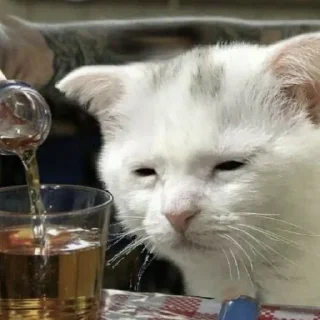 😞 emoji котята Telegram sticker 19 of 107