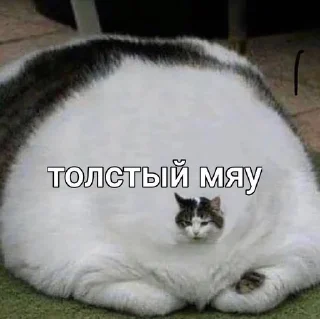 🥐 emoji Котята мяу от @asianMofu Telegram sticker 16 of 73