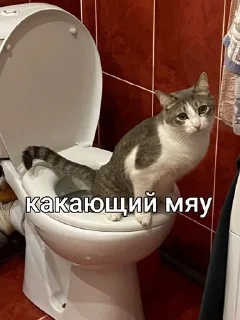 💩 emoji Котята мяу от @asianMofu Telegram sticker 6 of 73
