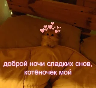 😴 emoji Коты и любовь 💗 Telegram sticker 9 of 97