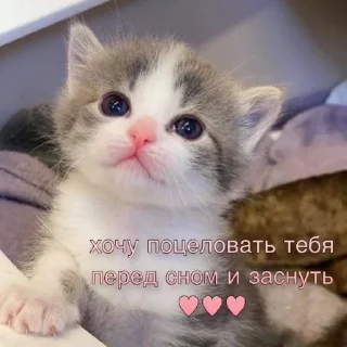 😴 emoji Коты и любовь 💗 Telegram sticker 16 of 97