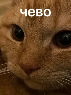 Sticker from Сеня