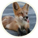 Sticker from 🦊 Лисы @lennysticker