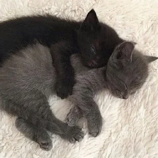 🌟 emoji Черные Котята💖 Telegram sticker 6 of 7