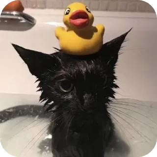 🌟 emoji Черные Котята💖 Telegram sticker 4 of 7