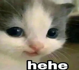 🌟 emoji Котьк Telegram sticker 9 of 79