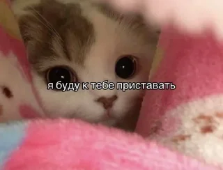 Sticker from Cats