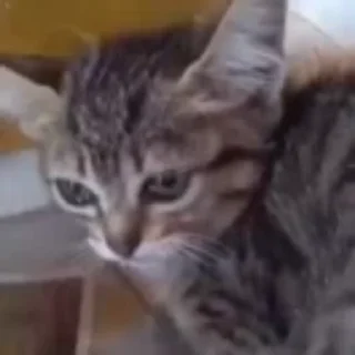 🥺 emoji ВІДЕОНАЛІПКИ ВІД МІХУНЧИКП2 Telegram sticker 4 of 120