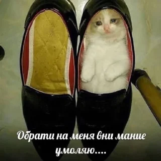 😔 emoji обосраться Telegram sticker 21 of 95