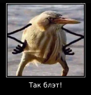 🤔 emoji Мемаебель Telegram sticker 13 of 25